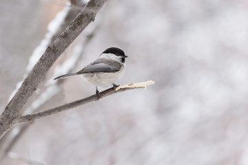 little bird sitting on a branch