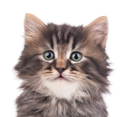 Cute siberian kitten