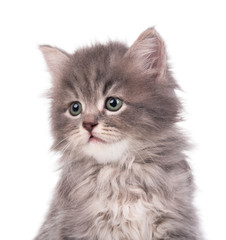 Cute siberian kitten