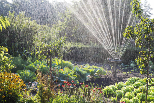 Bew&auml;sserung im Schrebergarten - Gegenlicht