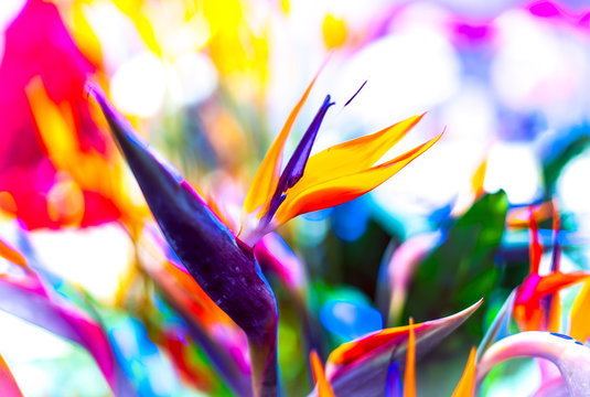 Fototapeta Crane Flower or Bird of Paradise