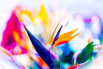 Crane Flower or Bird of Paradise
