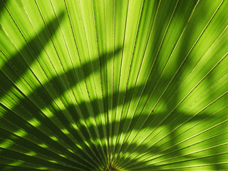 Fototapeta premium Palm leaves texture with shadow