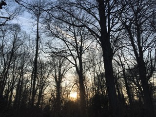 Sunset im Wald