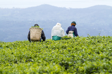 workers at a tea plantation