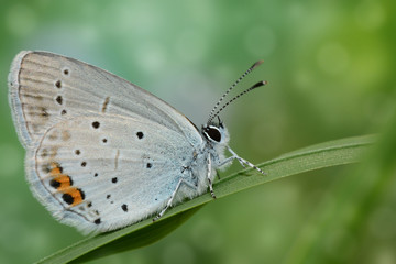 Kurzschwänziger Bläuling