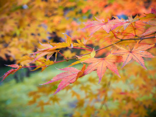 maple autumn leave
