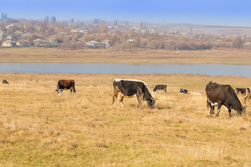 Cows on river bank