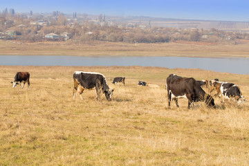 Fototapeta na wymiar Cows on river bank