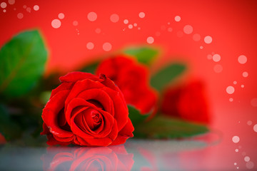 Obraz na płótnie Canvas Red beautiful rose 
