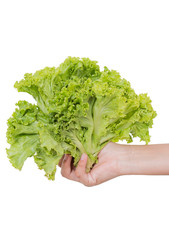 Fresh lettuce  in hand isolated  on white background