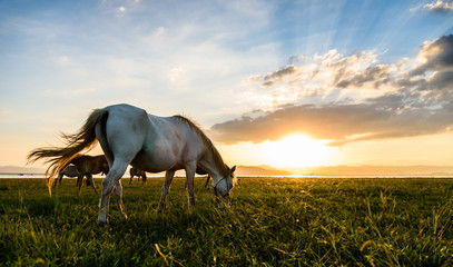 Horse on sunset