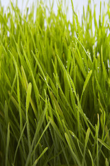 Fototapeta na wymiar wheat grass