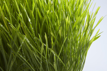 wheat grass
