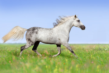 Obraz na płótnie Canvas White horse trotting on summer meadow
