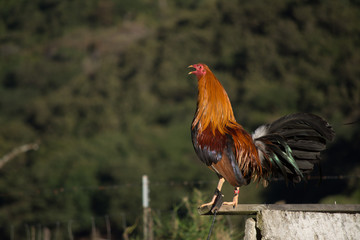 El gallo canta en la mañana.