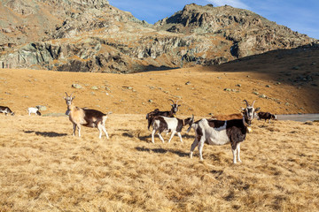 capre in ambiente montano invernale