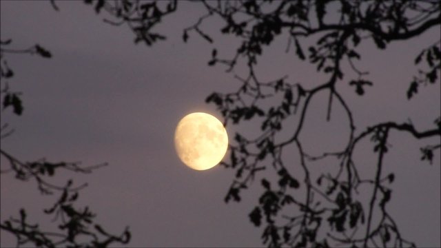 Mond scheint in der D&auml;mmerung und &Auml;ste schaukeln leicht im Wind