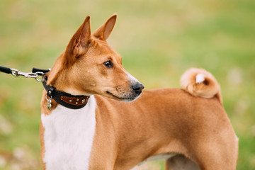Basenji dog on grass outdoor. The Basenji is a breed of hunting 