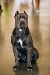 Cane Corso Dog Sit on Floor