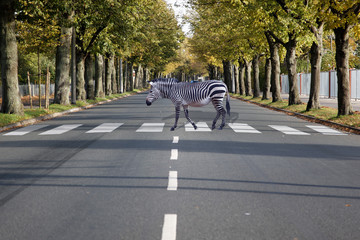 Zebra auf einem Zebrastreifen