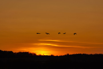 Cranes thats fly in the evening light