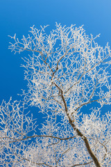Hoarfrost on a tree branche