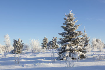 Winter Spruce tree