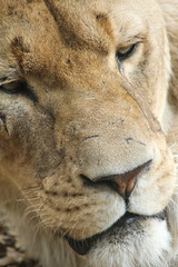 Scarred Lioness Face