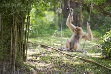 Fototapeta na wymiar Golden gibbon sitting on a tree's branch