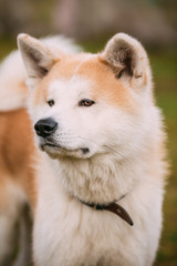 Akita Dog or Akita Inu, Japanese Akita Outdoor. Close Up
