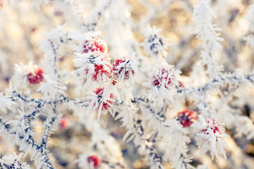 Hoarfrost on leaves