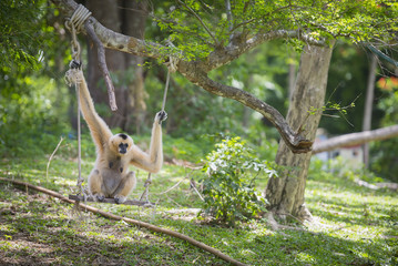Golden gibbon sitting on a tree's branch