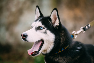 Close Up Portrait of Husky Dog 