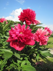 Blooming red peony flowers in the garden 