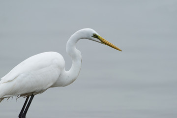 White Egret on a lagoon