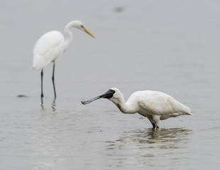 Black-faced Spoonbill in shenzhen China, This species is known a
