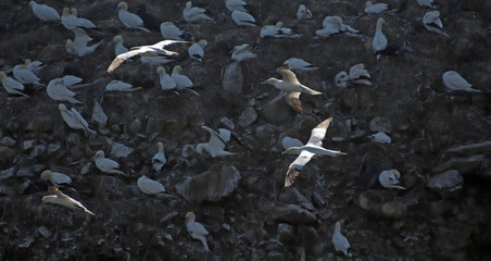 Birds flying along the rocky coast of an island
