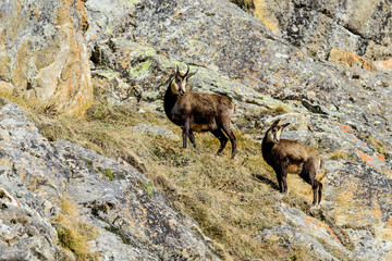 Camosci al Gran Paradiso