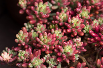  Miniature succulent plants