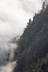 Nebelschwaden - Fog draws over a mountain slope through the forest.