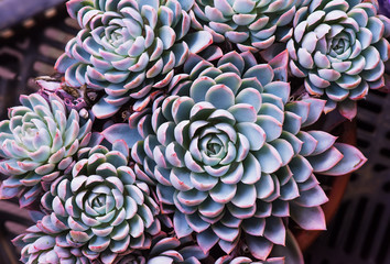  Miniature succulent plants