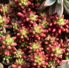  Miniature succulent plants