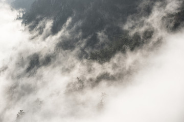 Nebelschwaden - Fog draws over a mountain slope through the forest