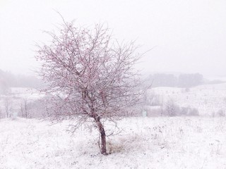 Samotny głóg zimą © Tomasz Niewęgłowski