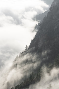 Nebelschwaden - Fog draws over a mountain slope through the forest