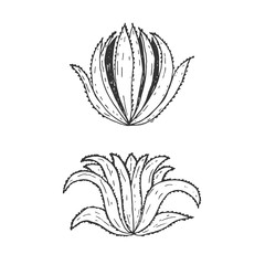 Hand drawn illustration template of agave.Vector