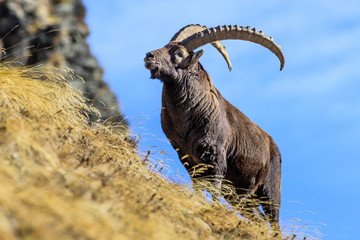 Stambecchi al Gran Paradiso © scabrn