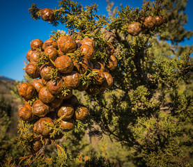 Bunch of cones on a branch of cypress