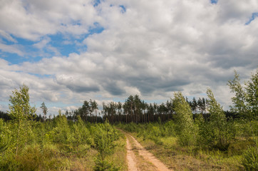 Летний загородный пейзаж в Псковской области 